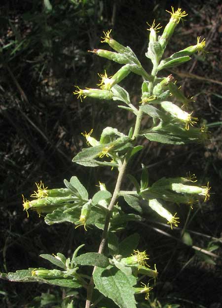 Brickellbush, BRICKELLIA CYLINDRACEA, flowering heads at end of branch