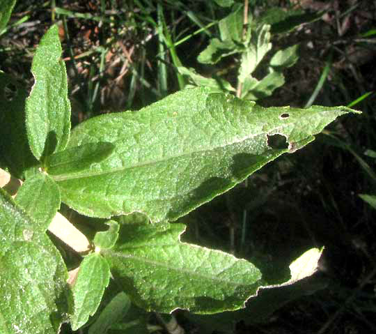 Brickellbush, BRICKELLIA CYLINDRACEA, leaves