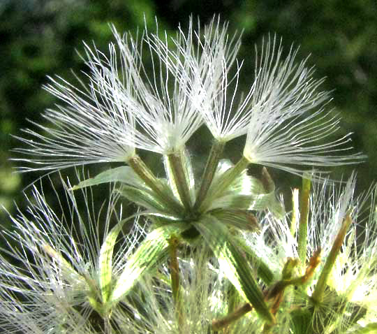 Brickellbush, BRICKELLIA CYLINDRACEA, cypsela-type fruits