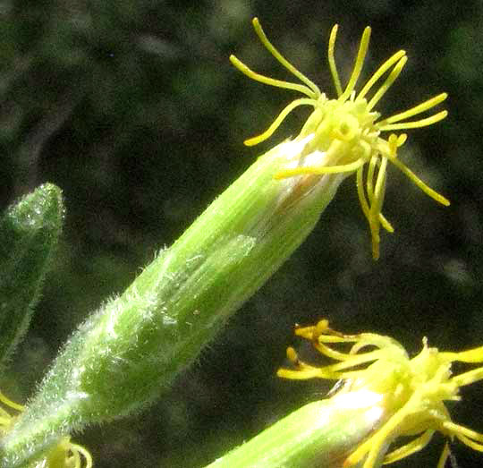 Brickellbush, BRICKELLIA CYLINDRACEA, flowering head showing involucre with bracts