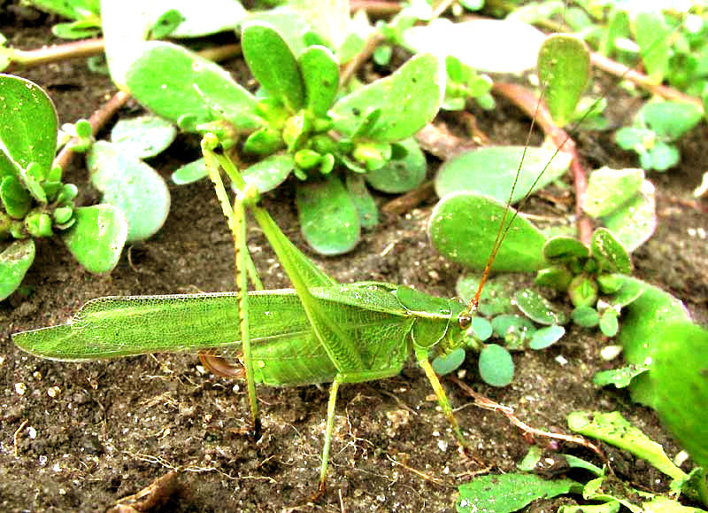 Fork-tailed Bush Katydid, SCUDDERIA FURCATA