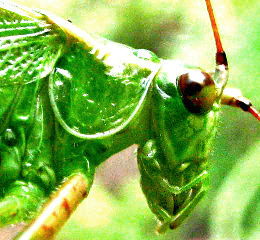 Fork-tailed Bush Katydid, SCUDDERIA FURCATA, head