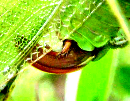 Fork-tailed Bush Katydid, SCUDDERIA FURCATA, ovipositor and cerci