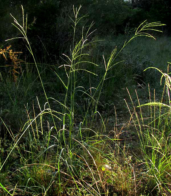 Green Sprangletop, LEPTOCHLOA DUBIA