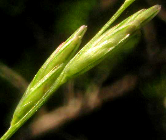 Green Sprangletop, LEPTOCHLOA DUBIA, spikelets