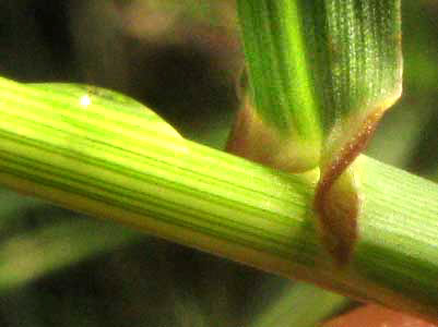 Green Sprangletop, LEPTOCHLOA DUBIA, lemma