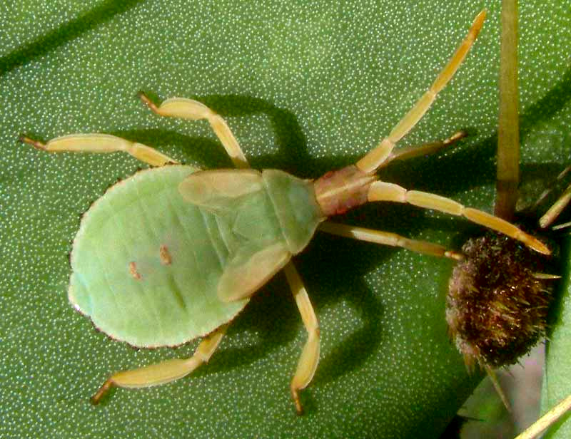 Pricklypear Bug, CHELINIDEA TABULATA, nymph