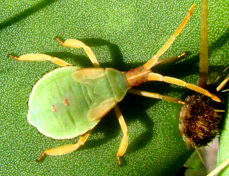 Pricklypear Bug, CHELINIDEA TABULATA, nymph