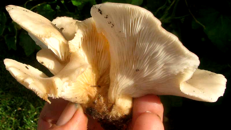 Oyster Mushroom, PLEUROTUS OSTREATUS, showing gills on stem
