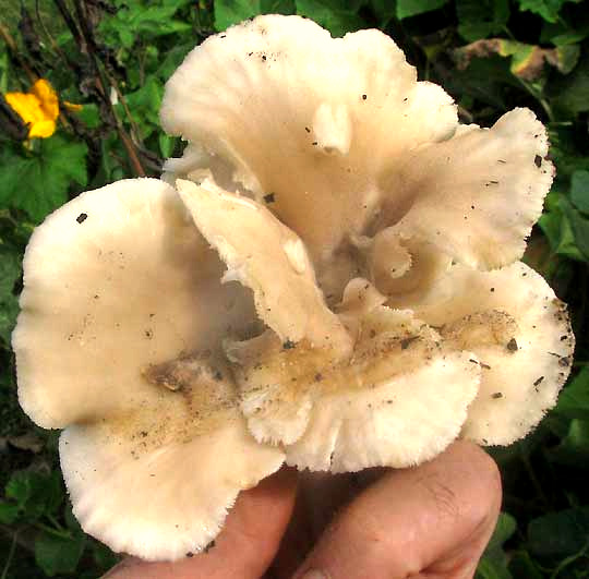 Oyster Mushroom, PLEUROTUS OSTREATUS, from above