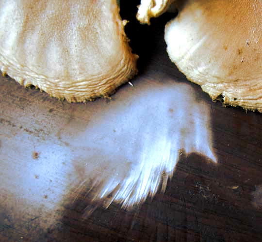 Oyster Mushroom, PLEUROTUS OSTREATUS, spore print