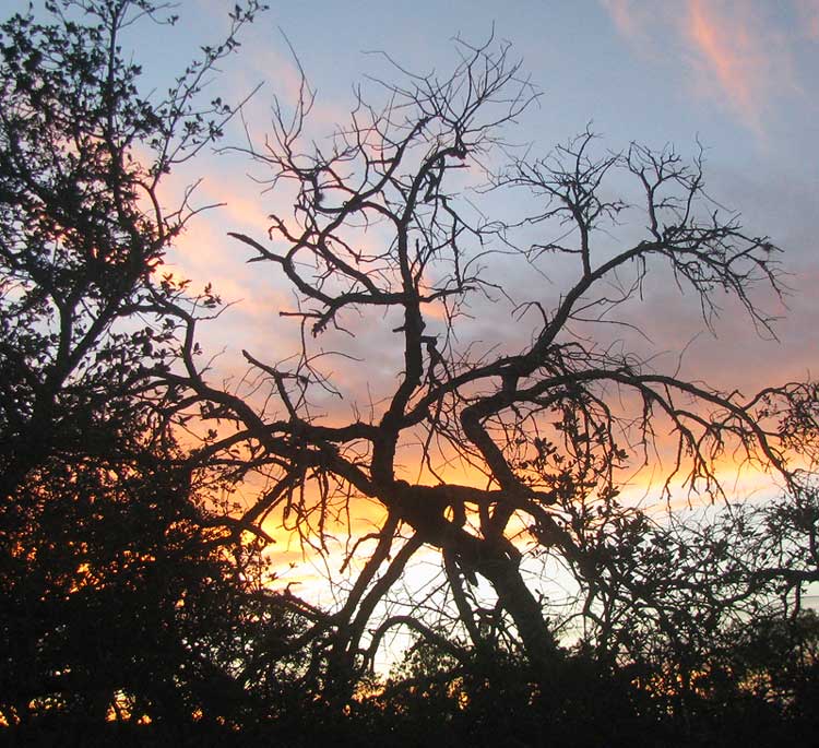 gnarly tree