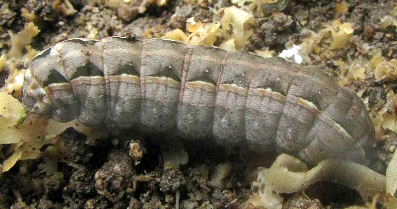 Velvet Armyworm, SPODOPTERA LATIFASCIA