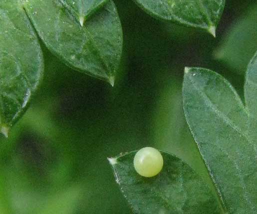 Black Swallowtail egg on Parsley