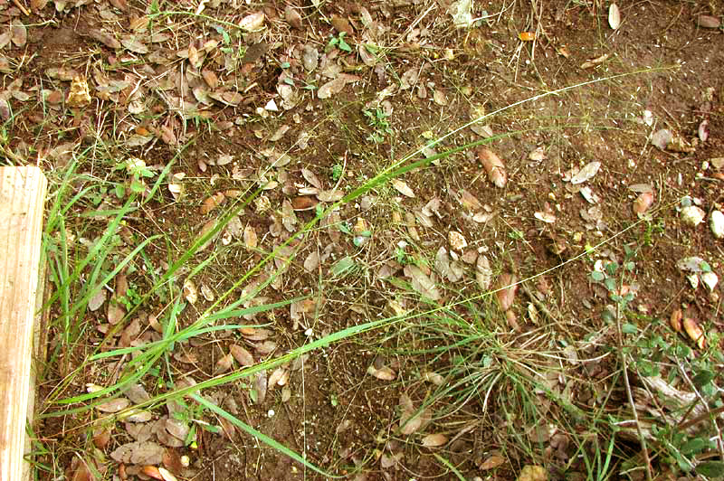 Bigtop Lovegrass, is ERAGROSTIS HIRSUTA