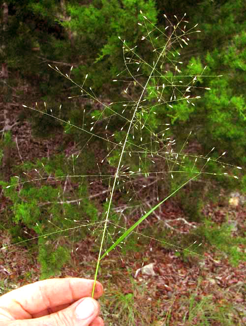 Bigtop Lovegrass, is ERAGROSTIS HIRSUTA, panicle