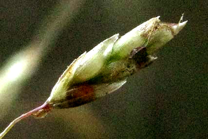 Bigtop Lovegrass, is ERAGROSTIS HIRSUTA, spikelet