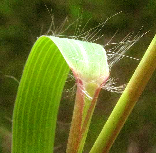 Bigtop Lovegrass, is ERAGROSTIS HIRSUTA, ligule