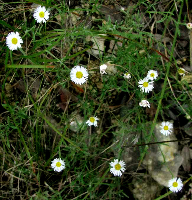 Plains Fleabane, ERIGERON MODESTUS