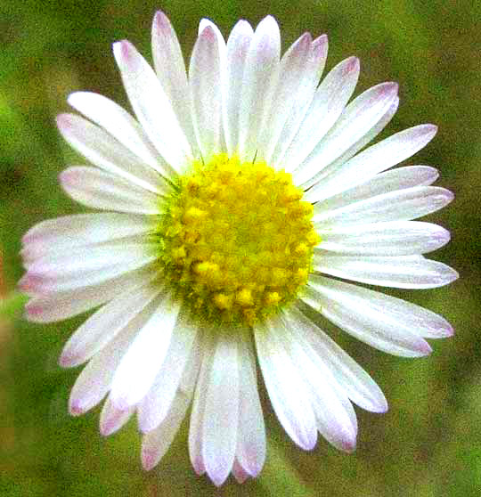 Plains Fleabane, ERIGERON MODESTUS, flowering head from above