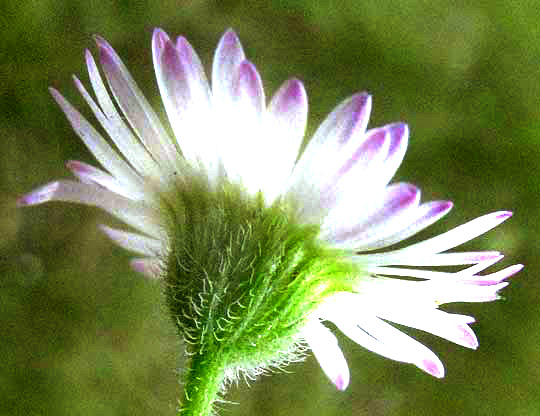 Plains Fleabane, ERIGERON MODESTUS, involucre