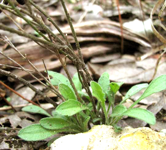 Plains Fleabane, ERIGERON MODESTUS, basal leaves