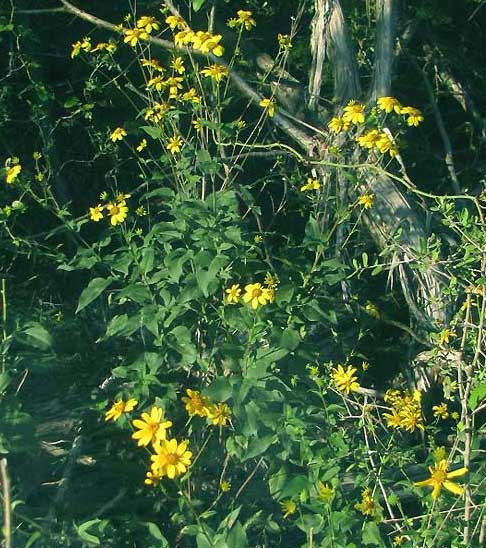 Sunflower Goldeneye, VIGUIERA DENTATA, heads & stems
