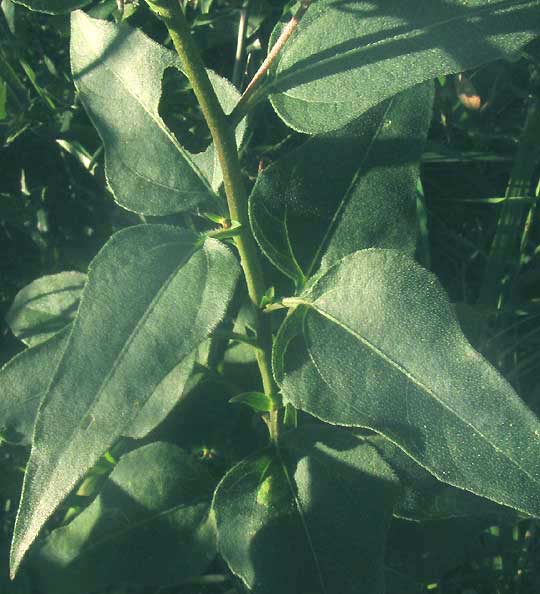 Sunflower Goldeneye, VIGUIERA DENTATA, leaves