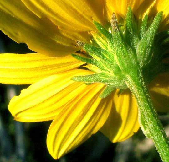 Sunflower Goldeneye, VIGUIERA DENTATA, involucre