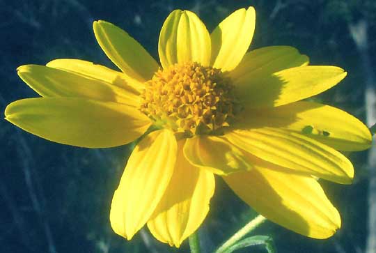 Sunflower Goldeneye, VIGUIERA DENTATA, head from above