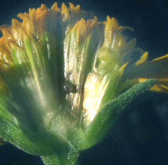 Sunflower Goldeneye, VIGUIERA DENTATA, longitdinal section of head
