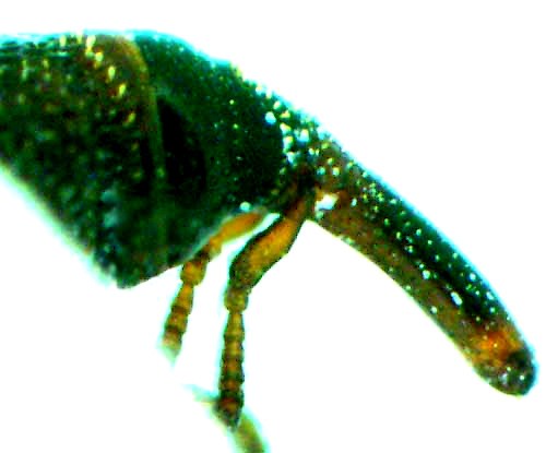 Rice Weevil, SITOPHILUS ORYZAE, view of head from the side)