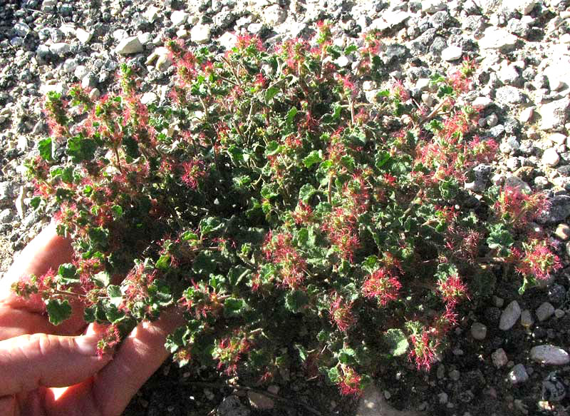 Round Copperleaf, ACALYPHA MONOSTACHYA