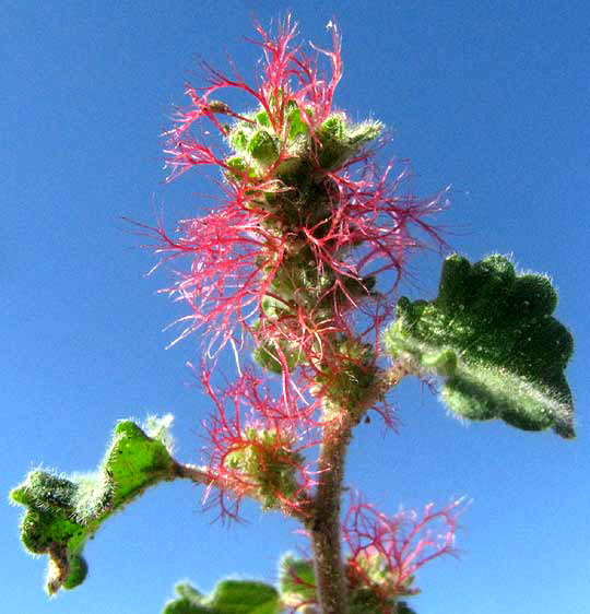 Round Copperleaf, ACALYPHA MONOSTACHYA, female flowers and leaves