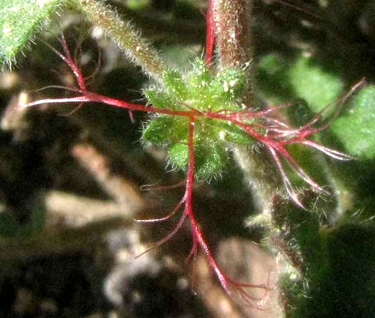 Round Copperleaf, ACALYPHA MONOSTACHYA, female flower