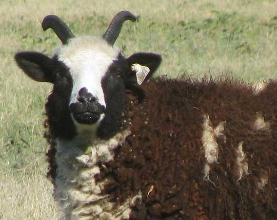 JACOB SHEEP, head