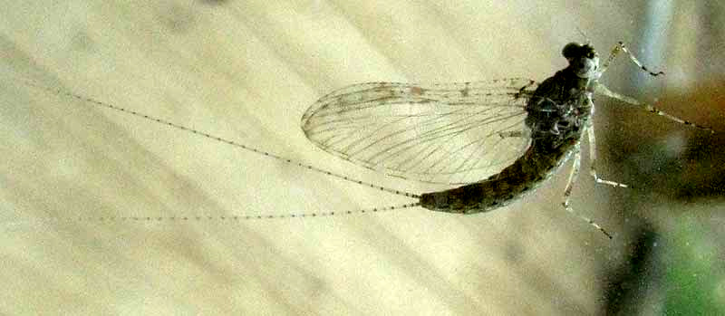 Speckled Dun Mayfly, CALLIBAETIS PICTUS