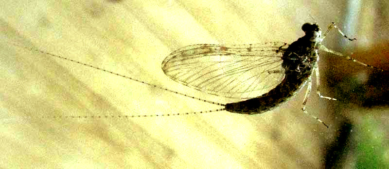 Speckled Dun Mayfly, CALLIBAETIS PICTUS