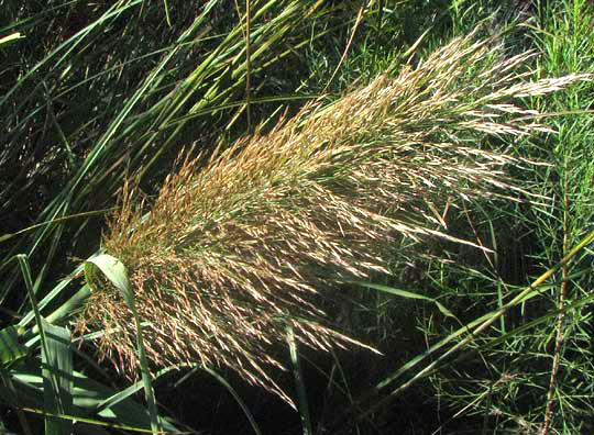 Giant Reed, ARUNDO DONAX, panicle