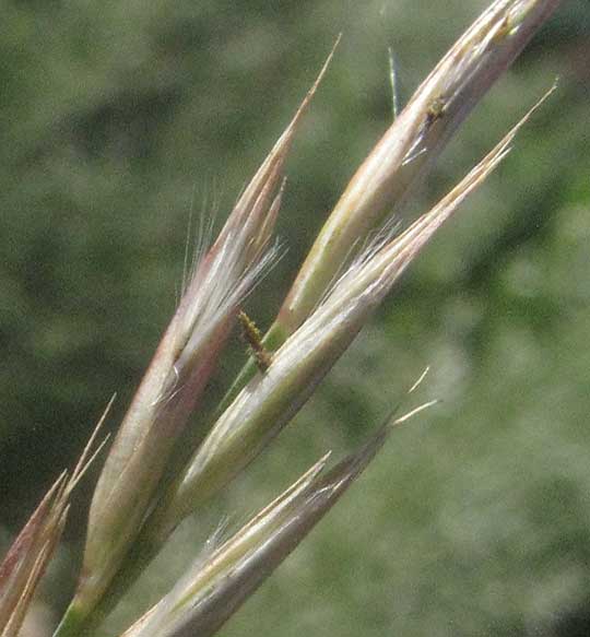 Giant Reed, ARUNDO DONAX, spikelets
