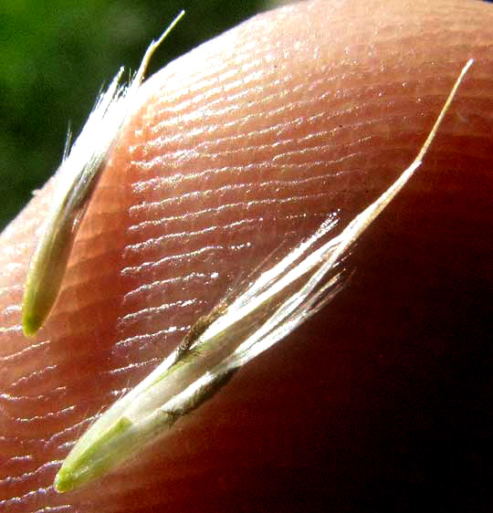 Giant Reed, ARUNDO DONAX, florets