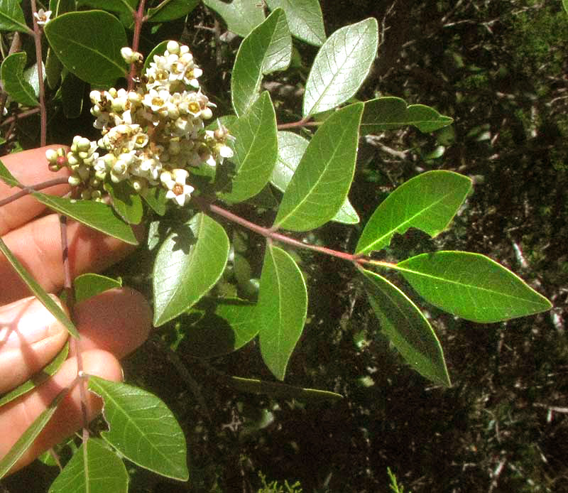 Evergreen Sumac, RHUS VIRENS, leaves and flowers