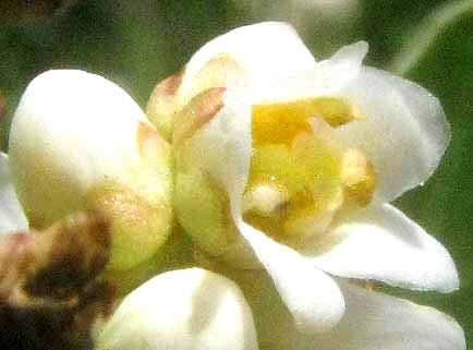 Evergreen Sumac, RHUS VIRENS, flower