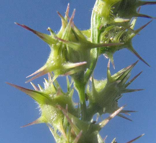 Coastal Sandbur, CENCHRUS SPINIFEX