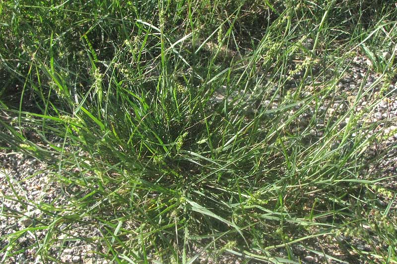 Coastal or Southern Sandbur, CENCHRUS SPINIFEX