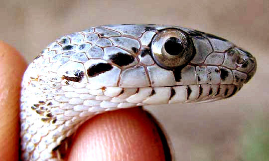 Glossy Snake, ARIZONA ELEGANS, head from side