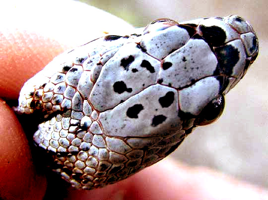 Glossy Snake, ARIZONA ELEGANS, head from top