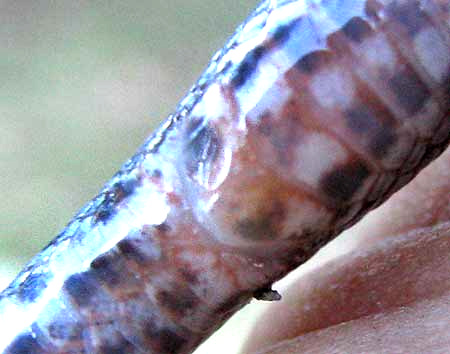 Glossy Snake, ARIZONA ELEGANS, anal plate