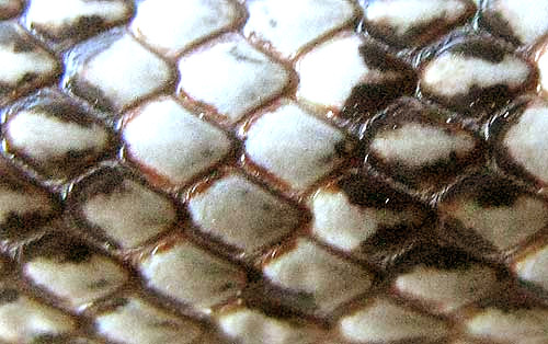 Glossy Snake, ARIZONA ELEGANS, smooth scales