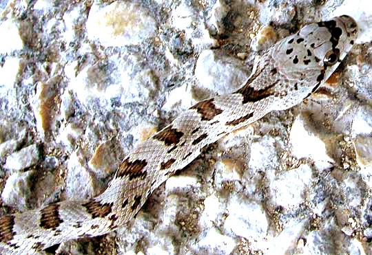 Glossy Snake, ARIZONA ELEGANS, front end from above